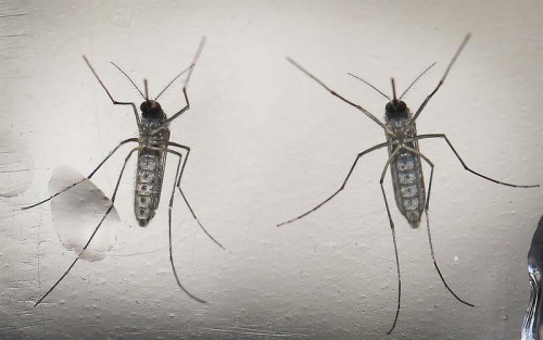 Quello che le donne incinte devono sapere sul virus Zika