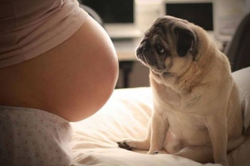 Vivere con un cane durante la gravidanza: tutti i vantaggi
