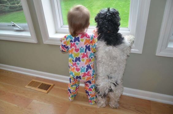 Bimbo e cane guardano fuori dalla finestra.