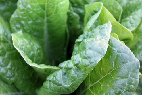 L'insalata contiene acido folico