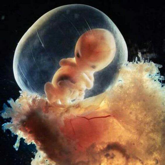 Da embrione a feto, il miracolo dell'ottava settimana