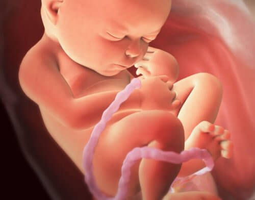 Immagine di un feto nella pancia della mamma