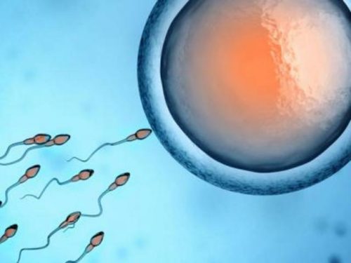 Il primo spermatozoo arriva all'ovulo per fecondarlo