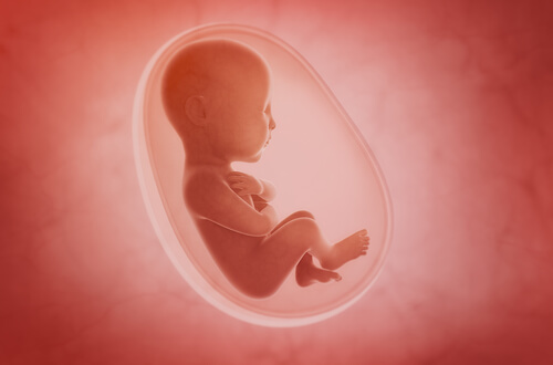 Il feto nel sacco amniotico