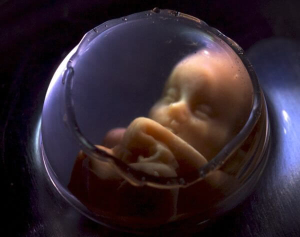 Il sacco amniotico protegge il feto mentre si trova dentro alla pancia della mamma