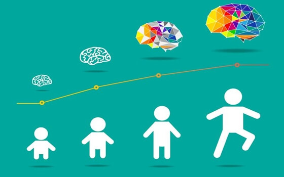 Lo sviluppo cerebrale ha inizio con la nascita e prosegue nell'età adulta