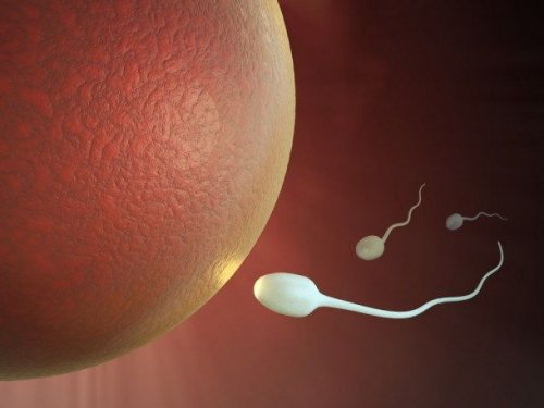 L'utero ostile impedisce allo spermatozoo di raggiungere l'ovulo