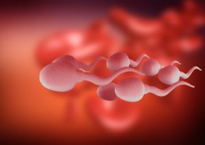 Spermatozoi e lotta per la sopravvivenza