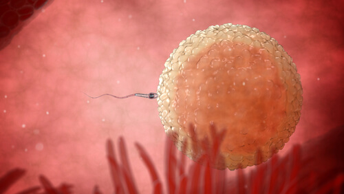 Spermatozoo che entra nell'ovulo