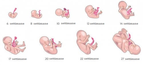 Sviluppo del feto settimane
