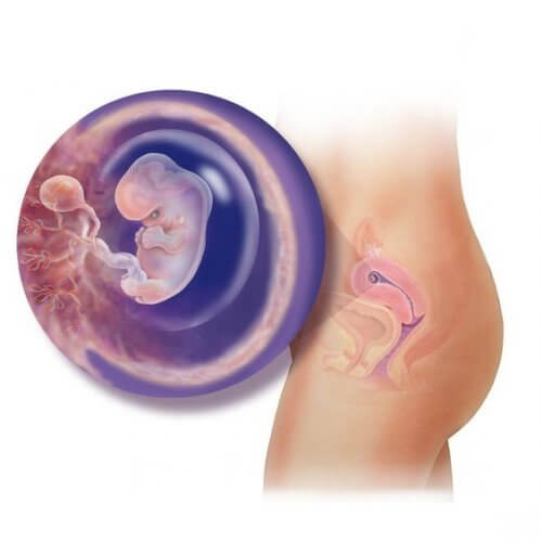 Sviluppo del feto utero