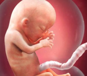 Tredicesima settimana di gravidanza