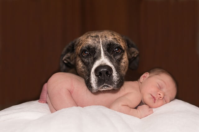 Spesso il cane diventa il protettore del bebè
