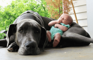 Dobbiamo preparare il nostro animale domestico per l'arrivo del bebè?