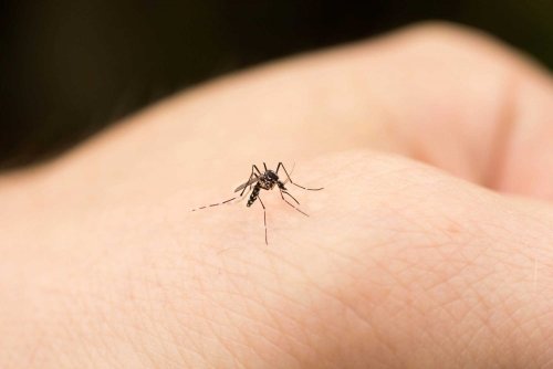 Zanzara su una mano