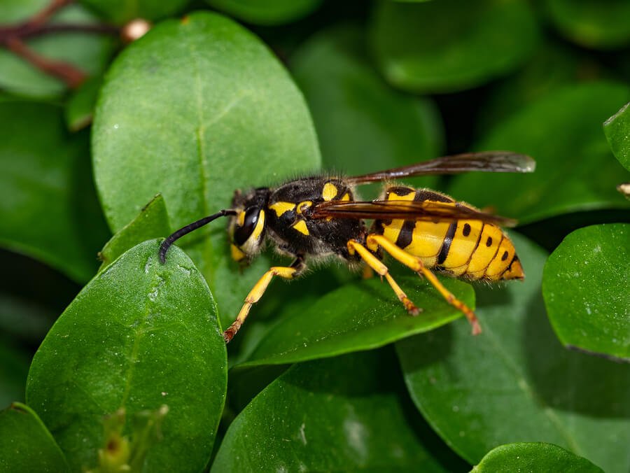 A differenza delle api, le vespe possono pungere più di una volta