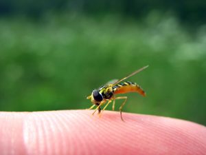 Cosa fare se mio figlio viene punto da una vespa?