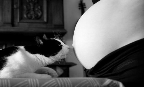 Toxoplasmosi in gravidanza: vero o falso?