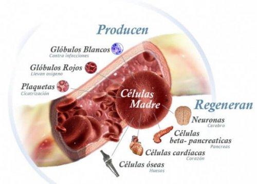 foto della struttura delle cellule staminali