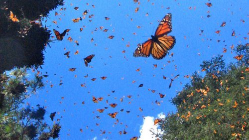 Farfalle nel cielo