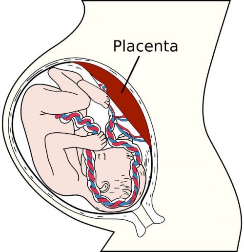 Tra i principali problemi alla placenta c'è la placenta accreta