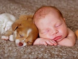 Neonati e cani in casa: come preparare l'ambiente?