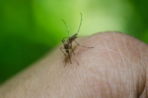 La microcefalia e l'idrocefalo sono state messe in relazione con il virus Zika