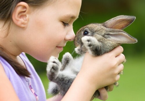 bambina strofina il naso su quello di un coniglio grigio