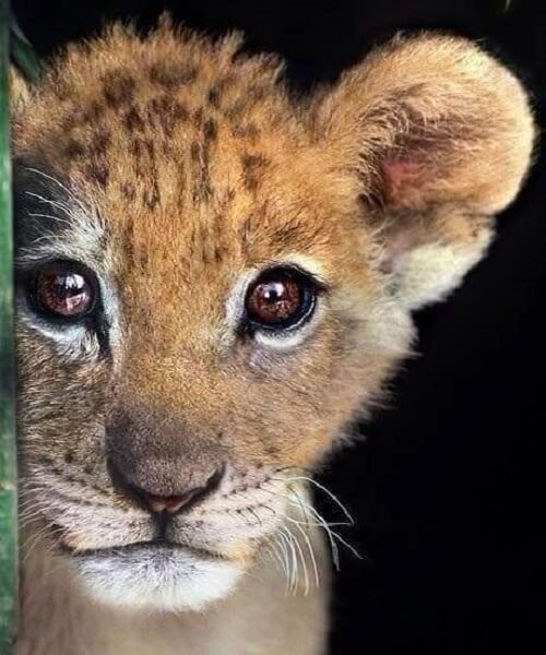 Andate allo zoo con i bambini