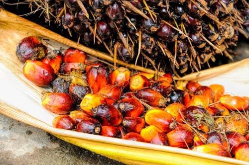Chicchi dell'olio di palma