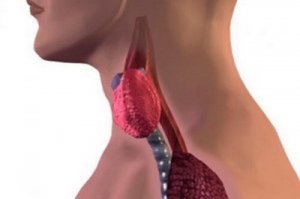 Tiroidite di Hashimoto nei bambini: cos'è?