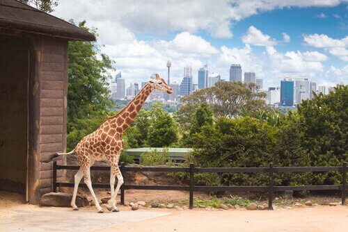 Giraffa nello zoo di New York