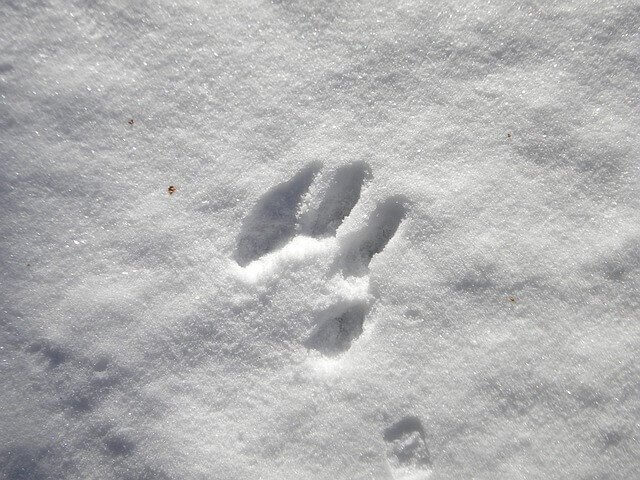 Impronte sulla neve