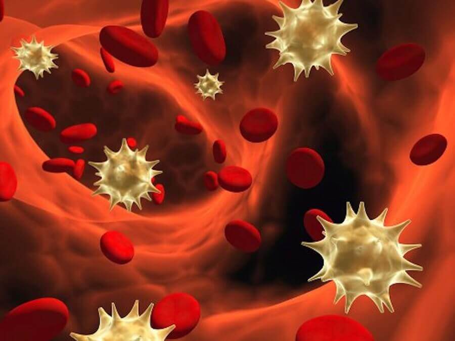 le difese immunitarie proteggono il corpo dagli agenti patogeni esterni