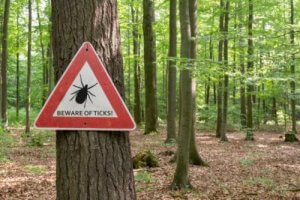 Che fare davanti a un morso di zecca?