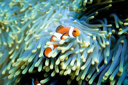 Pesciolino che sembra Nemo