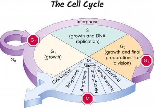 Fasi ciclo cellule genetica