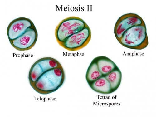 Meiosi ciclo cellulare