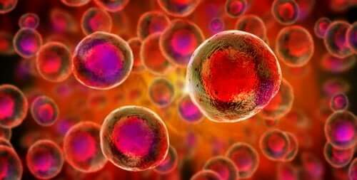 Conservare il cordone ombelicale per le cellule staminali