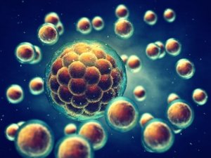 Conservare il cordone ombelicale e le cellule staminali