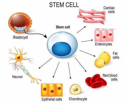 spiegazione per bambini delle cellule staminali