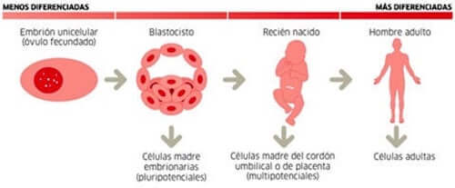 particolare sui tipi di cellule staminali