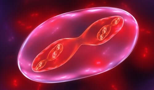 Fasi della meiosi: come spigarle ai bambini