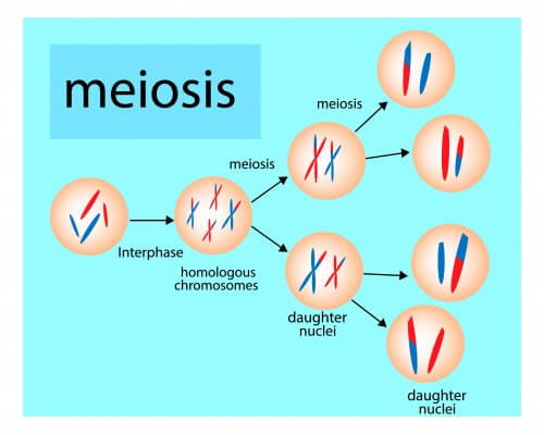 spiegazione fasi della meiosi