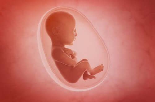 Placenta: tutto quello che dovete sapere su questo organo meraviglioso
