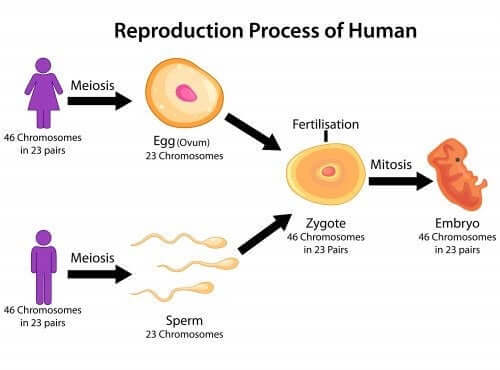 processo di riproduzione fasi della meiosi