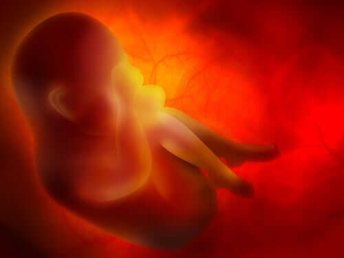 Sviluppo del feto