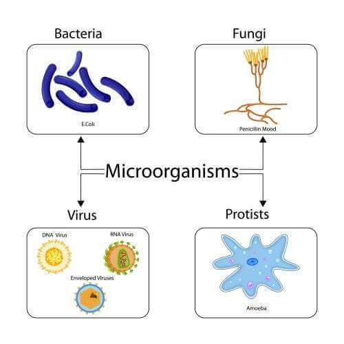 Gli antibiotici sono efficaci contro i virus?