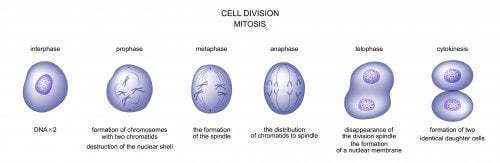 Cellule mitosi