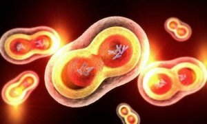 Come spiegare la mitosi ai ragazzi